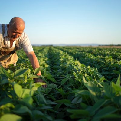 agronomo-agricultor-trabajador-senior-campo-soja-control-cultivos-antes-cosecha